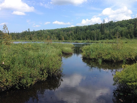 Marshwalk pond