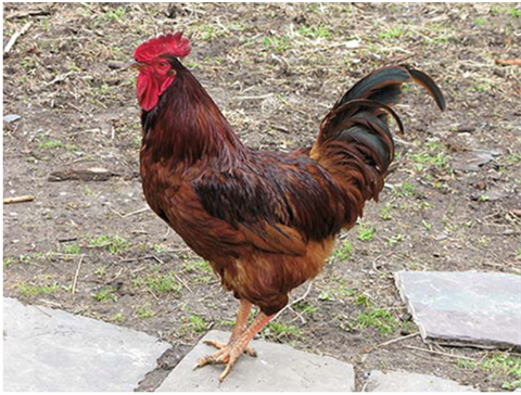 Rooster