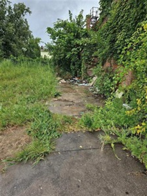 Overgrown vegetation on property