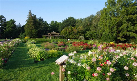 A view if the flowering garden at Elizabeth Park